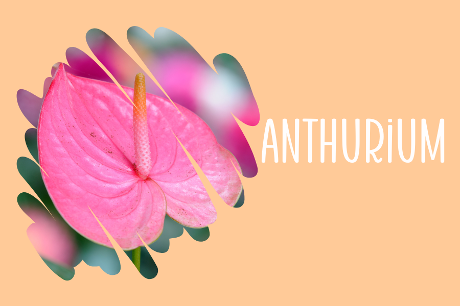 Anthurium