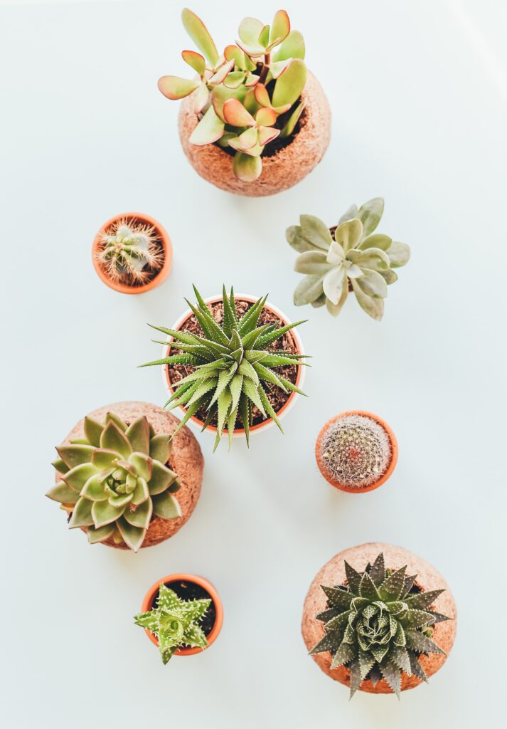 top down view of potted succulents