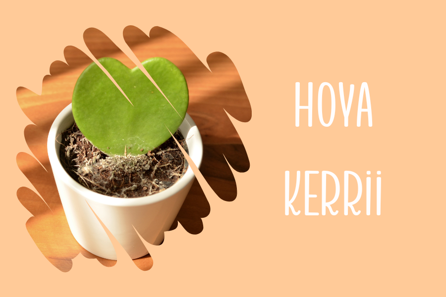 Hoya Kerrii