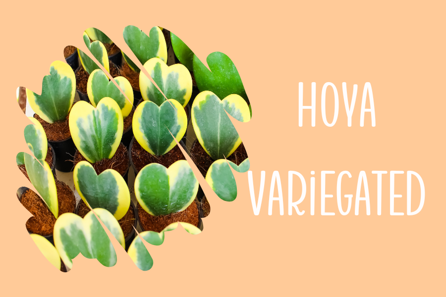 Hoya Variegated