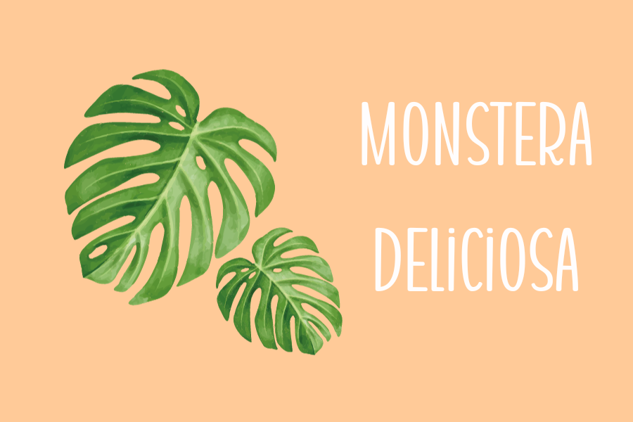 Monstera Deliciosa