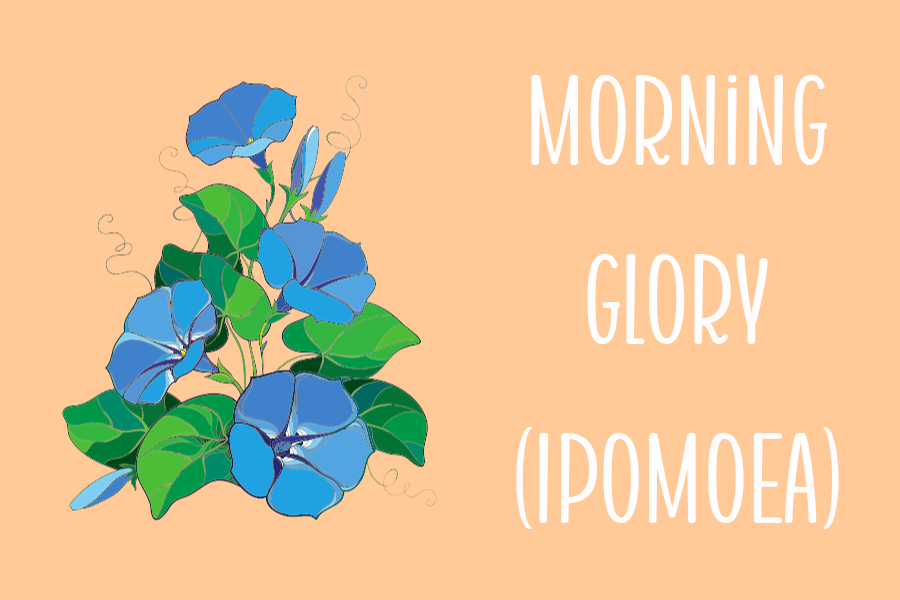 Morning Glory (Ipomoea)