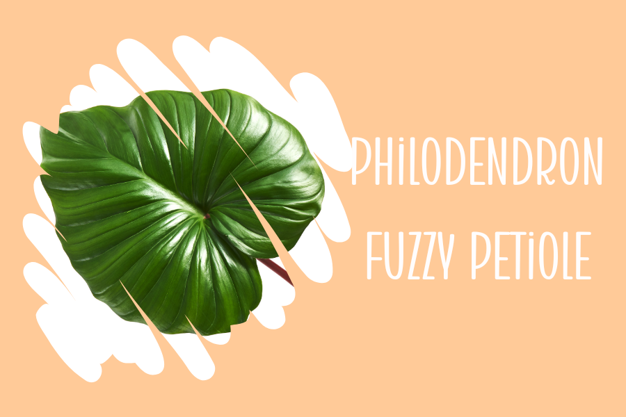 Philodendron Fuzzy Petiole