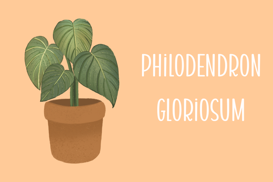 Philodendron Gloriosum