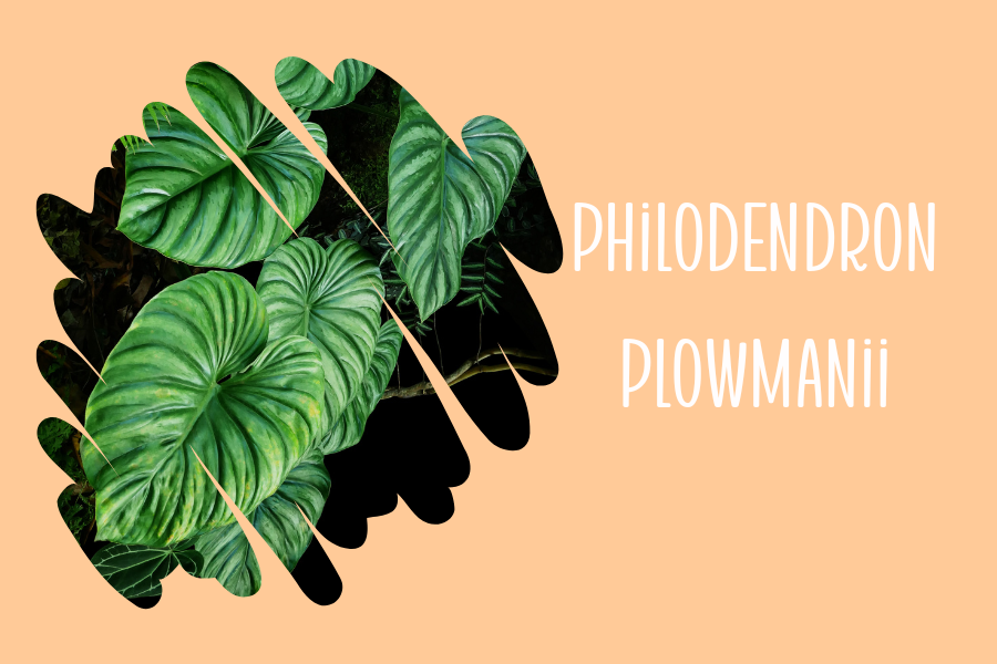 Philodendron Plowmanii
