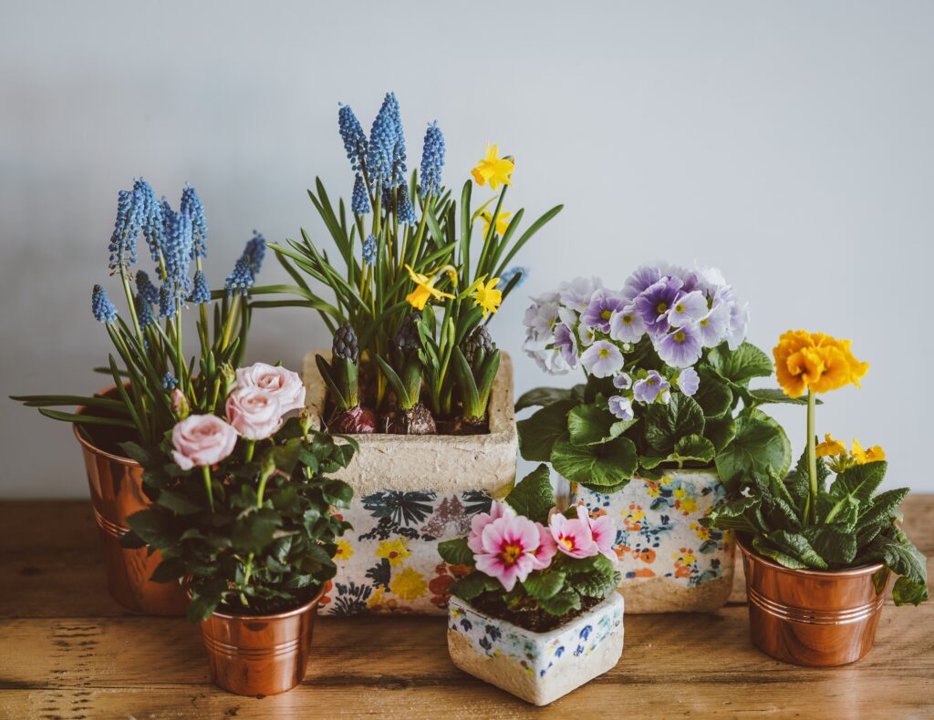 How to use LECA for plants a row of potted plants that have various flowers with pink, purple and yellow flowers.