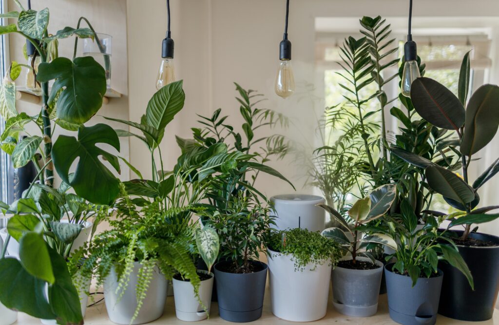 A row of green leafy plants in pots with dangling lights above them - How to use LECA for plants