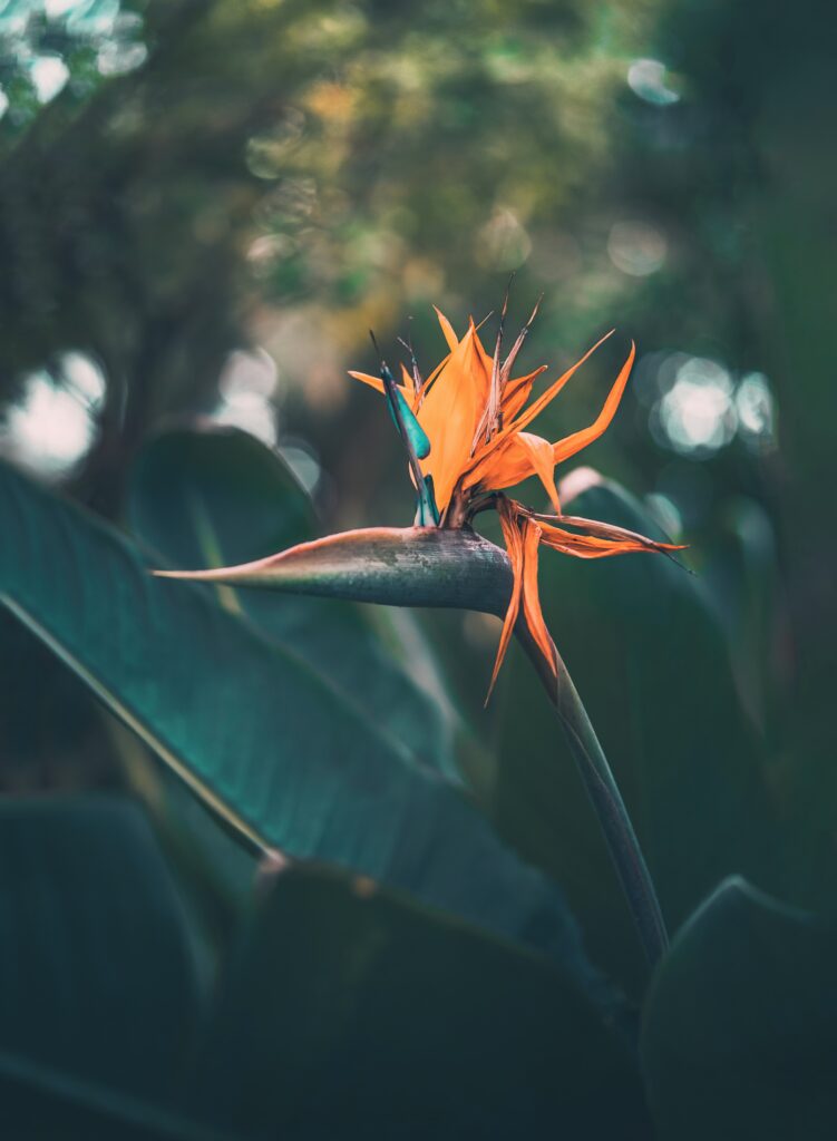 Bird of Paradise plant care