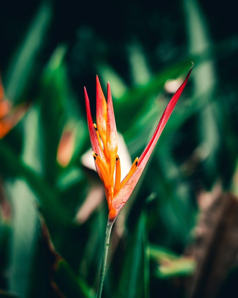Caring for your bird of paradise plant