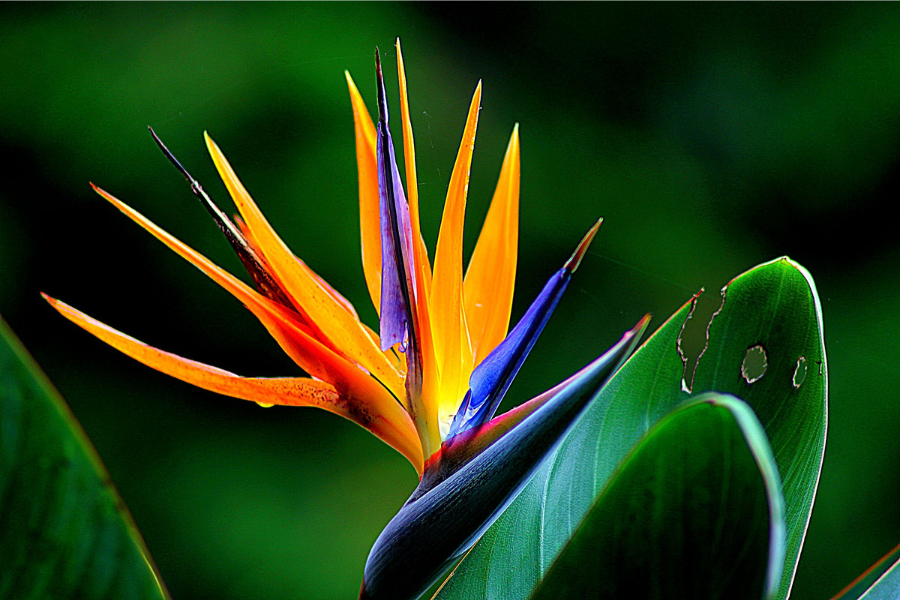 Bird of paradise in LECA