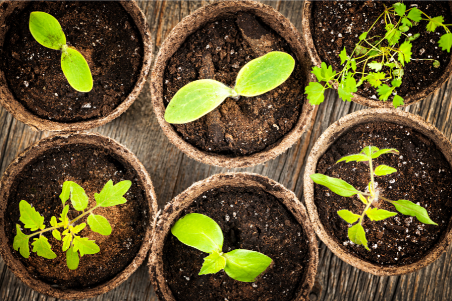 coco peat disadvantages