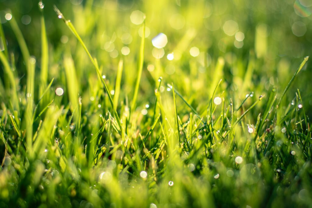 Can You Mow Wet Grass? a close up of water droplets on a lawn