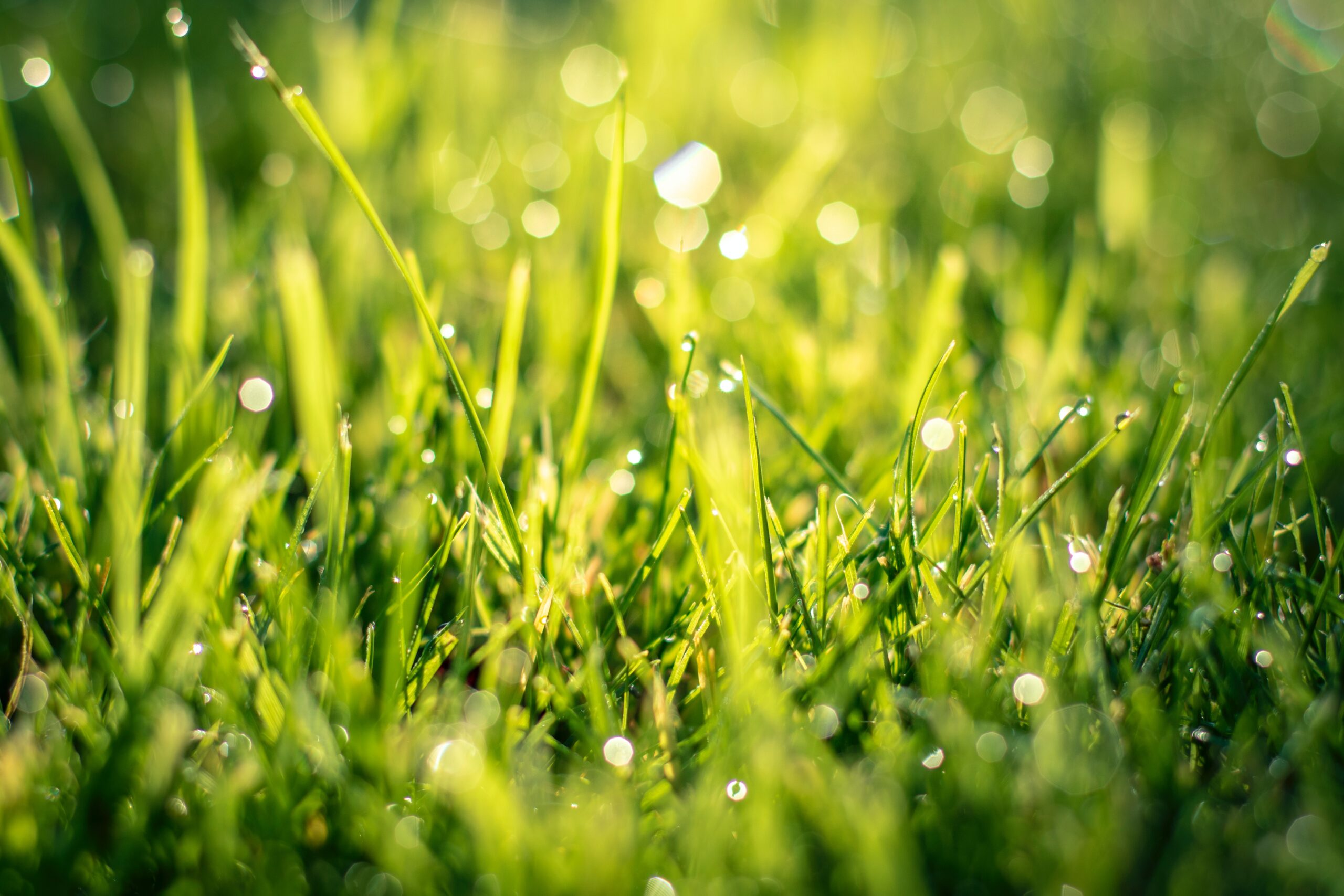 Can You Mow Wet Grass? a close up of water droplets on a lawn