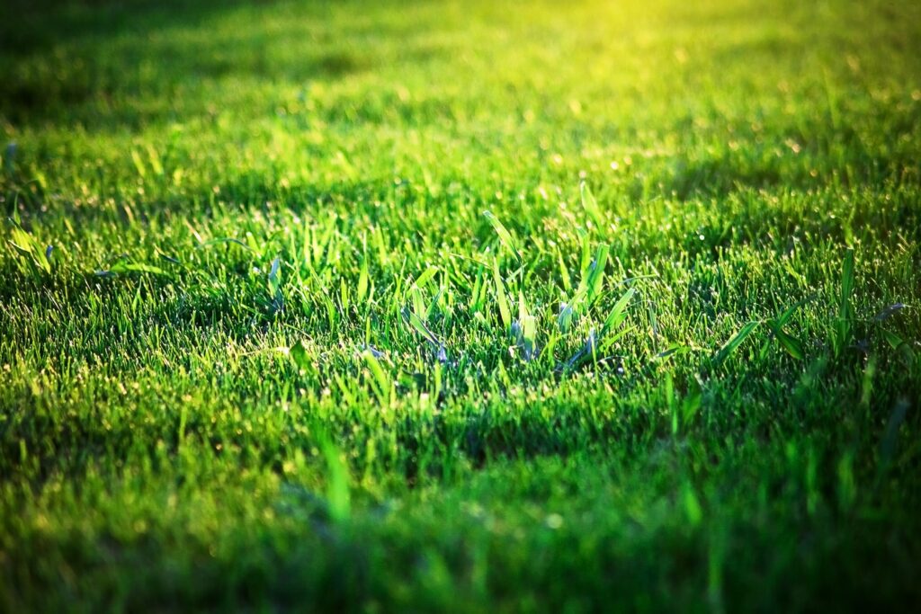 How to Tell if Your Lawn Needs Lime