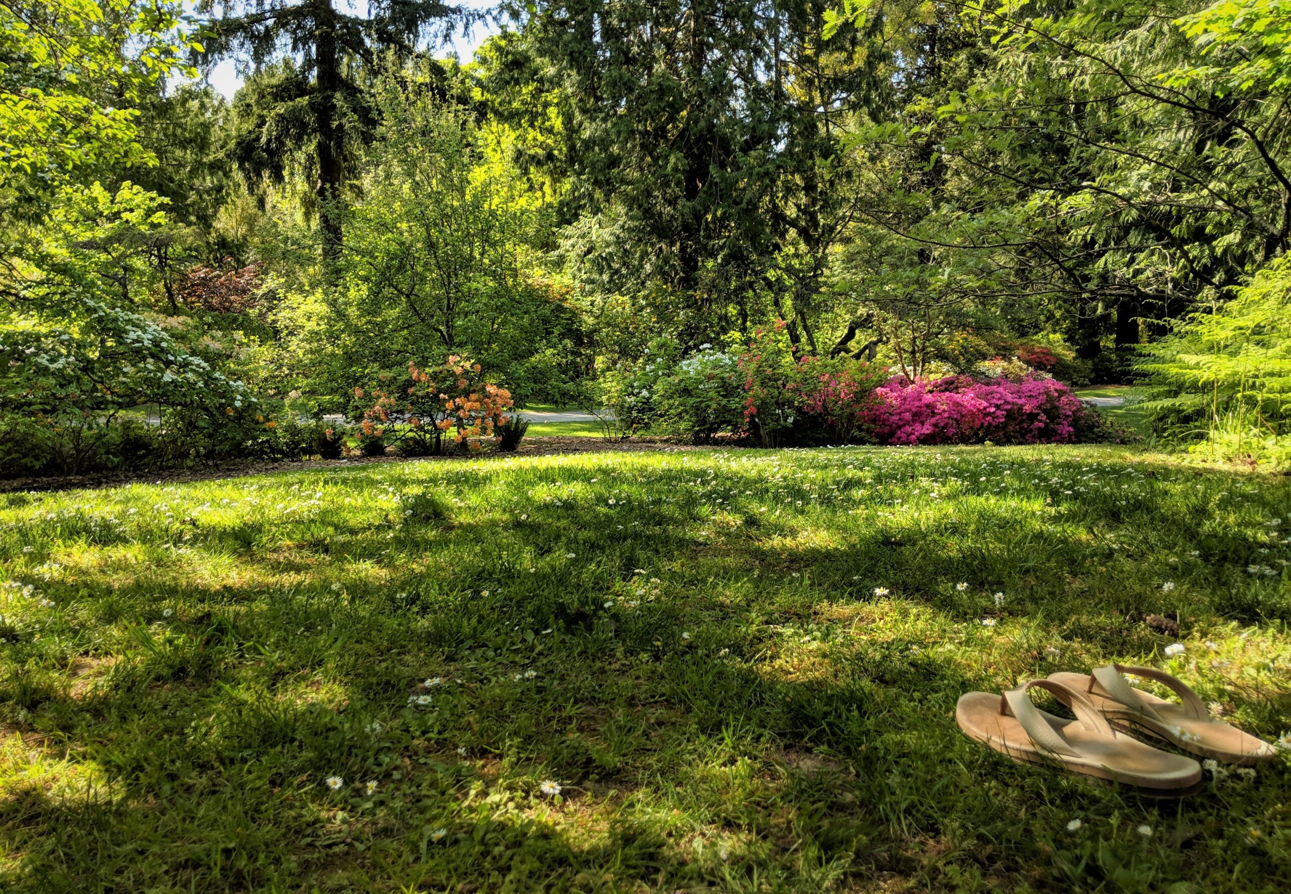 How to Tell if Your Lawn Needs Lime