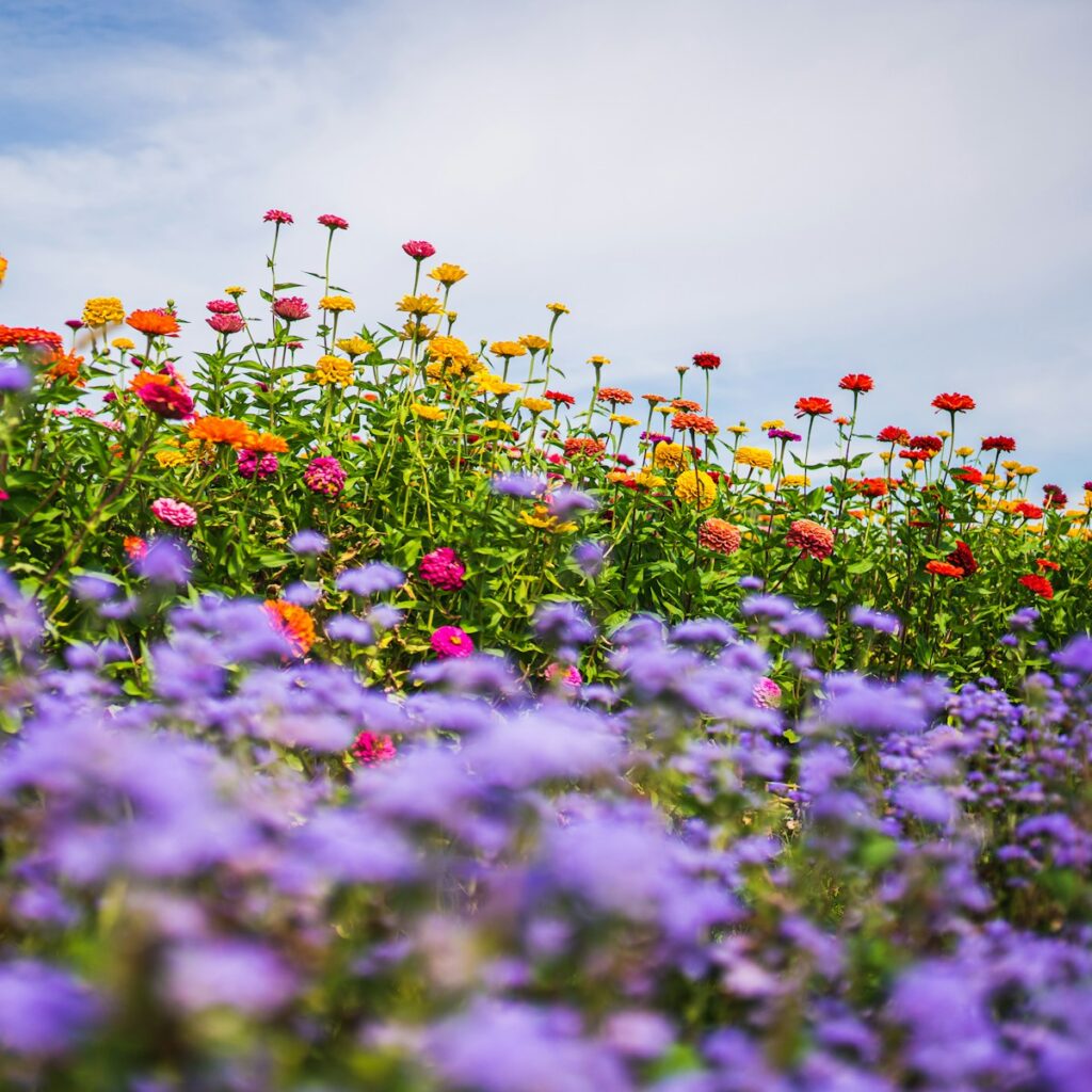 a field of colorful flowers long narrow garden ideas