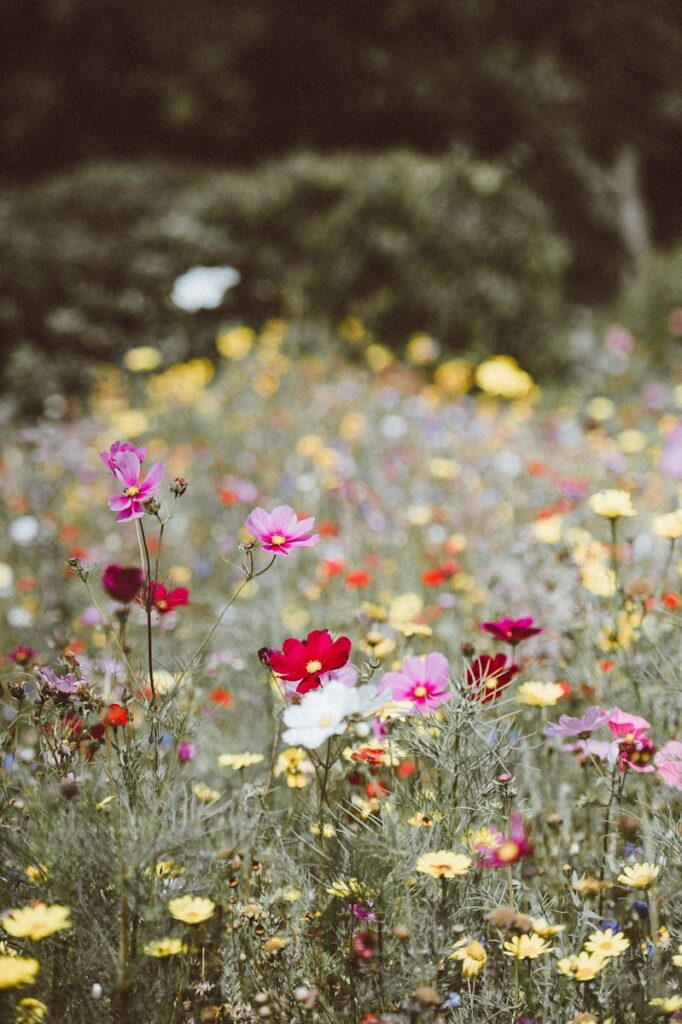 assorted-color petaled flowers field - garden trends 2026 - rewilding